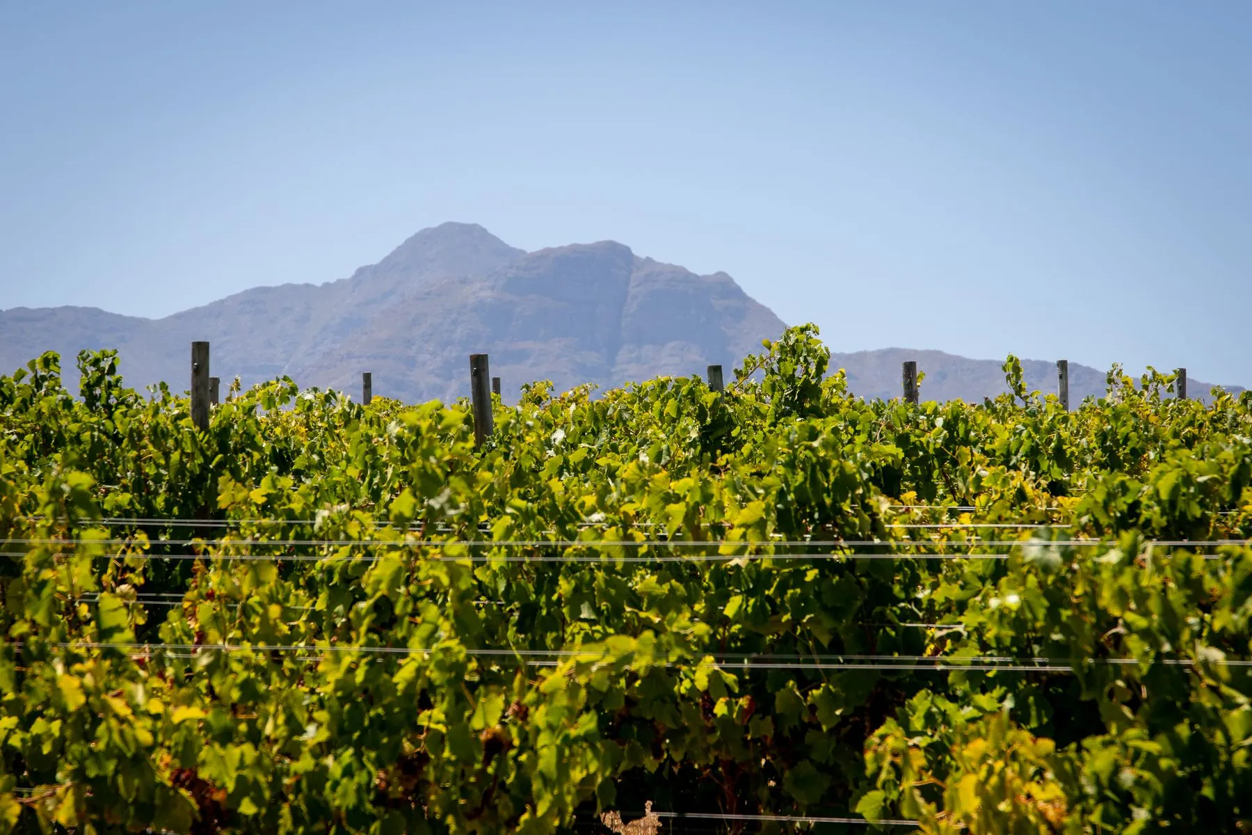 Vineyards below the mountains outside Cape Town — the Two Oceans route runs through Constantia and the southern suburbs before finishing at UCT.